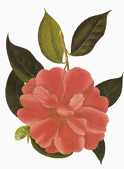 Camelia